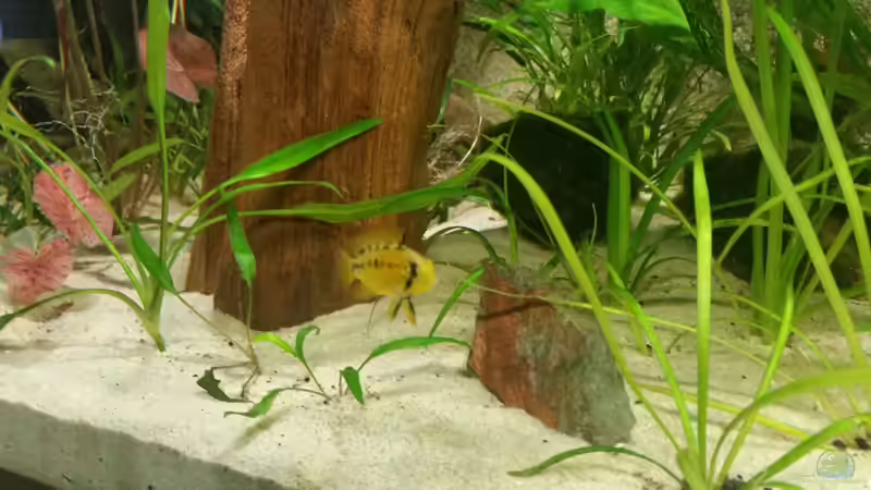 A. Macmasteri Weibchen von Patrick`s Amazonas (21)