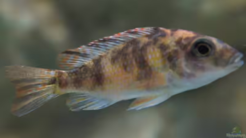 A. marmelade cat - Dez. 2011 von Schdäff (45)