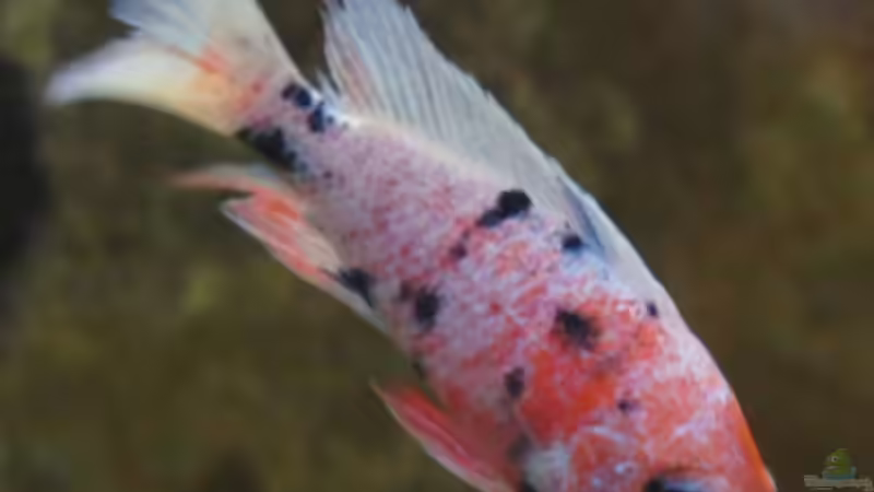 A. marmelade cat tricolor (dieser Bock stammt aus Thailand!) m - Dez. 2011 von Schdäff (43)