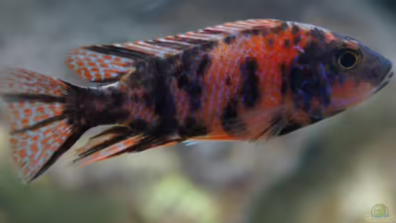 A. marmelade cat tricolor m - Dez. 2011 von Schdäff (42)