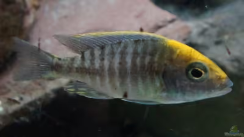 A. maylandi maylandi (sulfur head) m - Dez. 2011 von Schdäff (46)