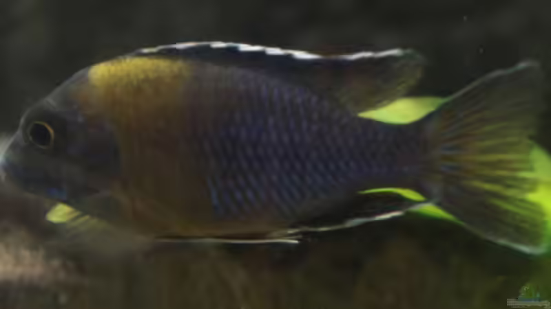 A. ngara mdoka m - endlich hält er mal still, musste aber stark vergrößern von Schdäff (50)