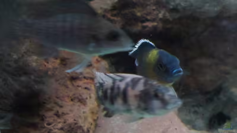 A. ngara mdoka (versteckt im Hintergrund) m - Dez. 2011 von Schdäff (47)