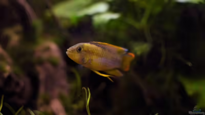 A. nijennsi Männchen von Acki50 (82)