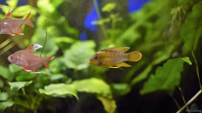 A. nijenssi Männchen von Acki50 (84)