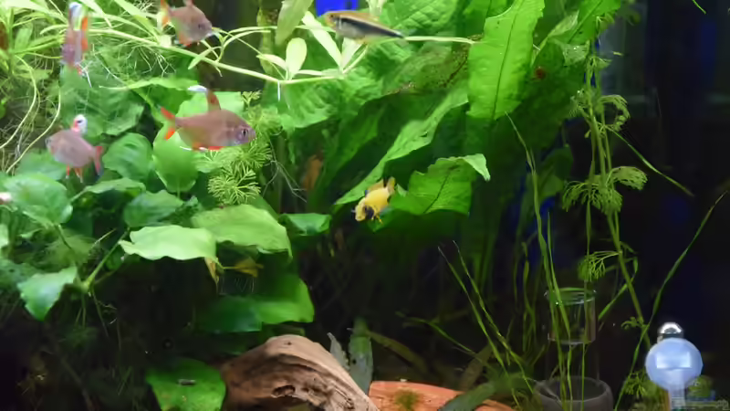 A. nijenssi Weibchen am 01.03.2020 von Acki50 (87)