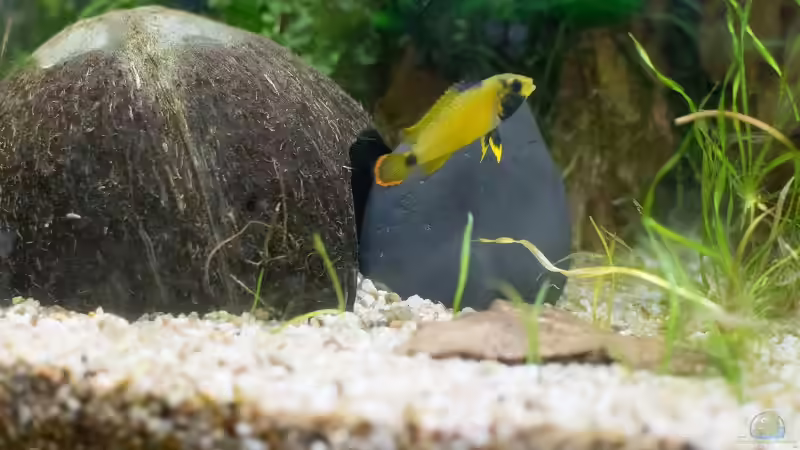 A. nijenssi Weibchen vor Bruthöhle von Acki50 (70)