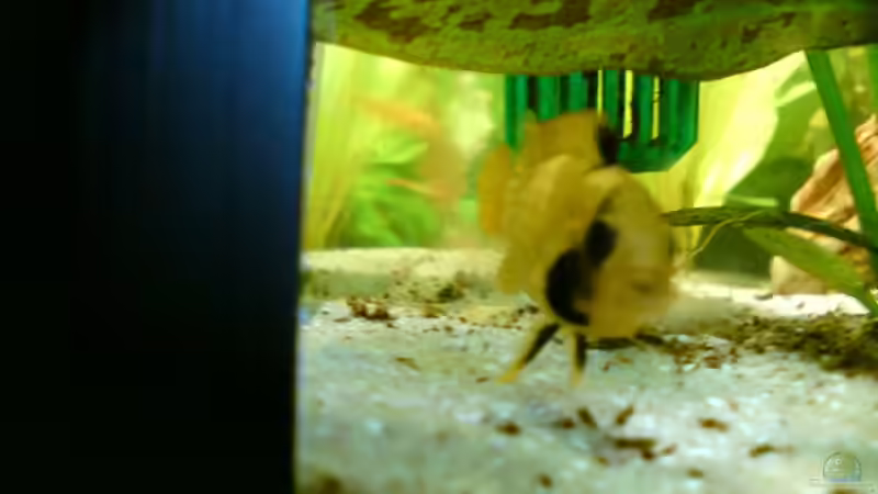 A. nijsseni Dame, leicht gefärbt von Still (11)