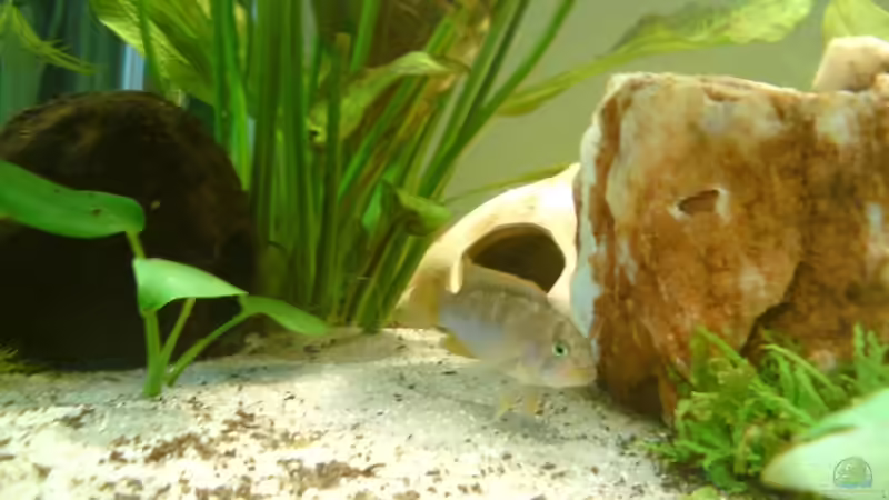 A. nijsseni männlich, leider noch nicht gefärbt von Still (10)