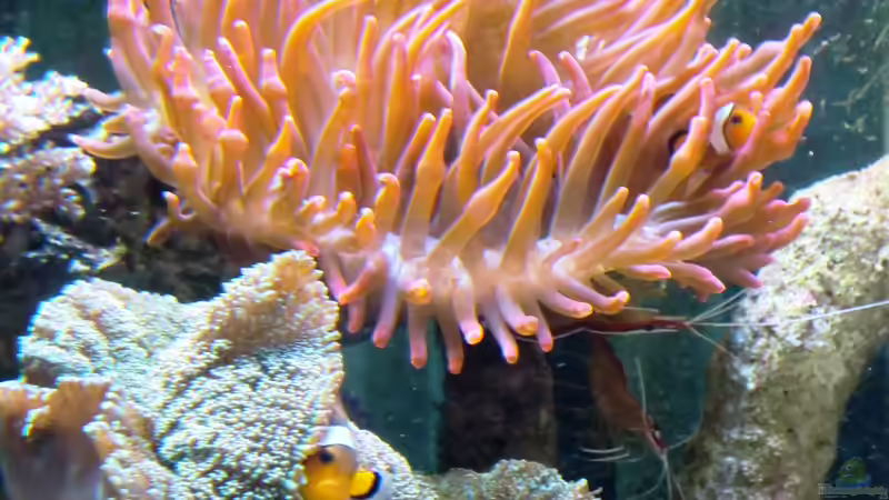 A. Ocellaris leben auch in Ricordea sp. von Truthahnmann (111)