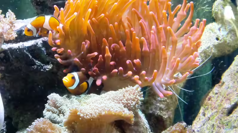 A. Ocellaris und Entacmaea quadricolor von Truthahnmann (110)