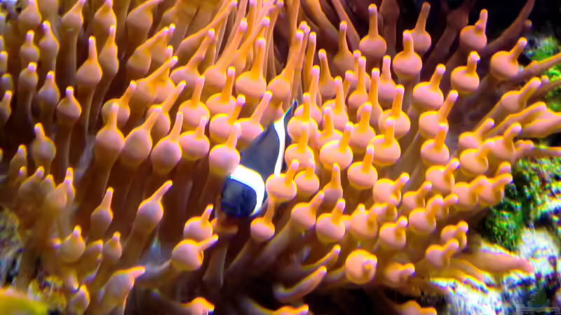 Entacmaea quadricolor im Aquarium halten (Einrichtungsbeispiele für Blasenanemone)