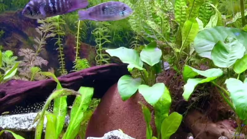 A. pulcher von Michael Paulisch (7)