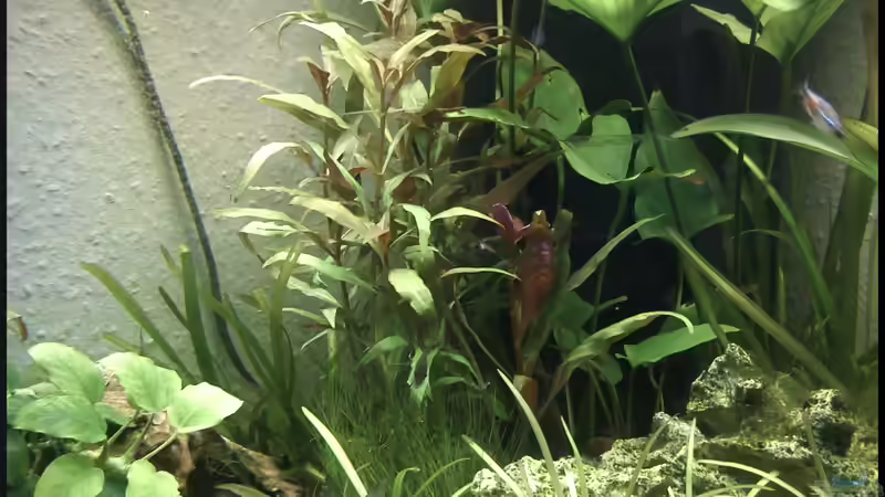 A. reinecki von TDG (12)