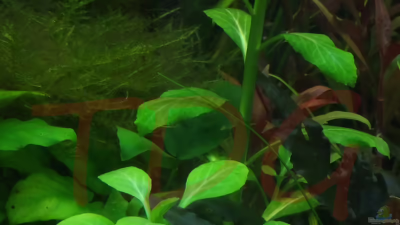 A. reinecki von TDG (17)