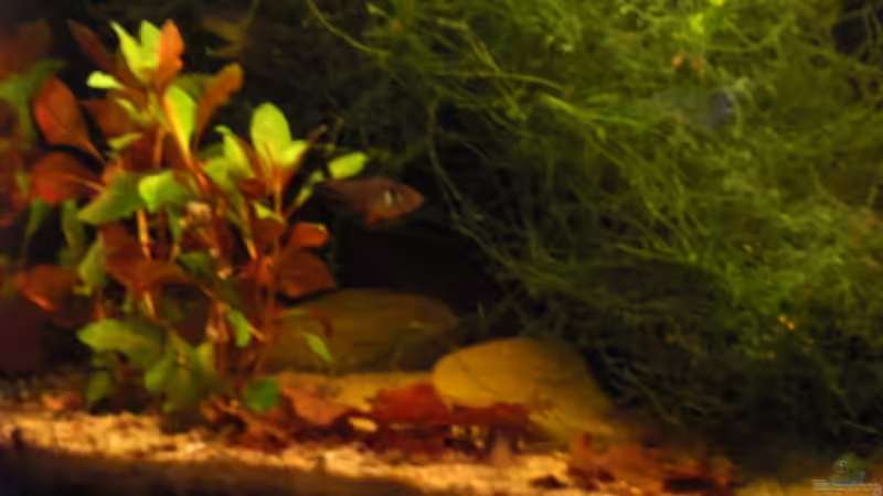 A. Reineckii und Javafarn von Sebastian Ogorek (6)