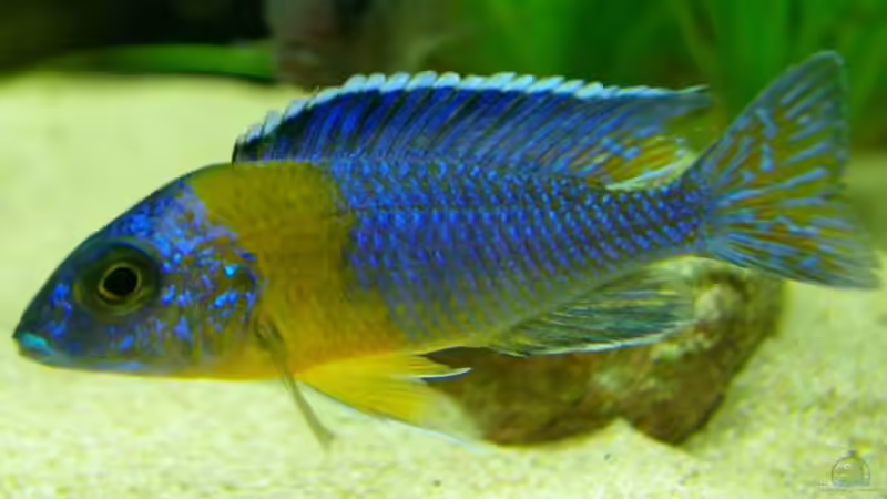 A. Stuartgranti Chitimba Bay von Nico A. (27)