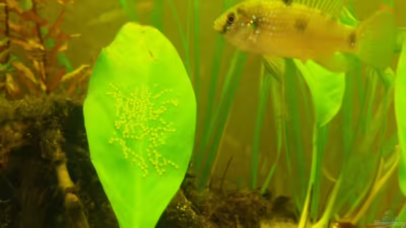 A. thomasi mit erster Brut (leider bevor die m eingezogen sind) von aetti (8)