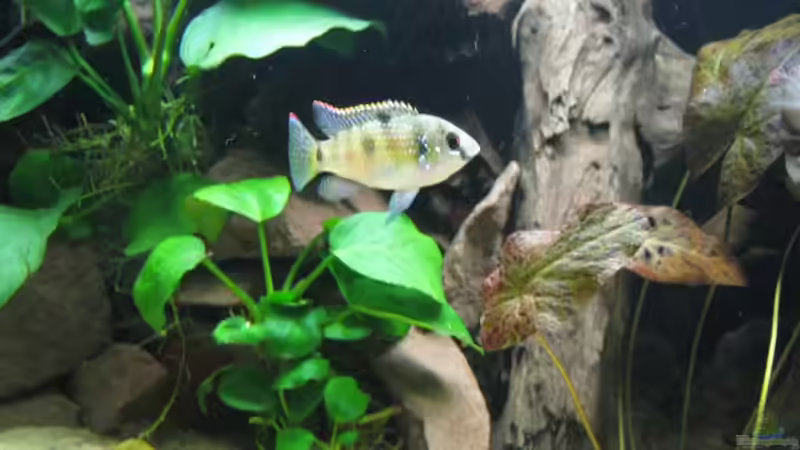 A. Thomasi von pekro (8)