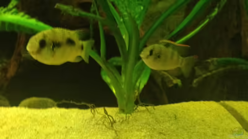 A. thomasi von Rubens (21)