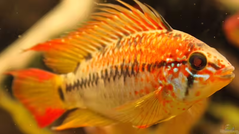 A. viejita von diveman (23)