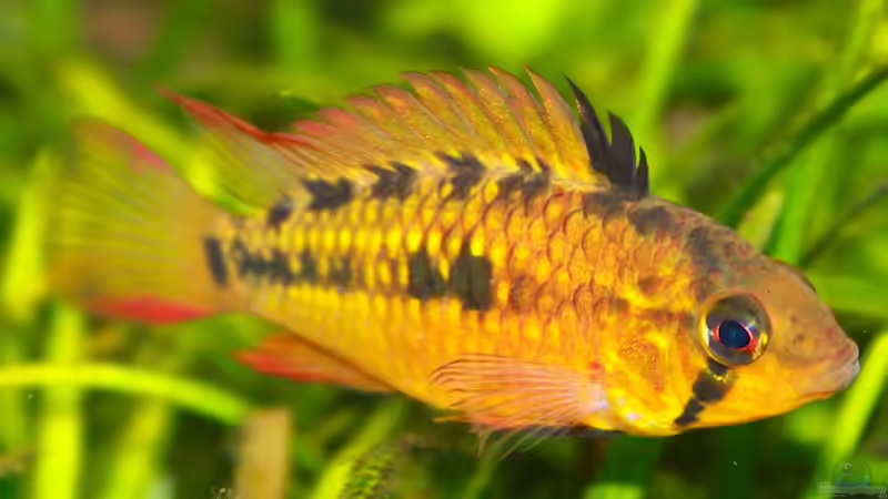 A. viejita Weibchen von diveman (25)