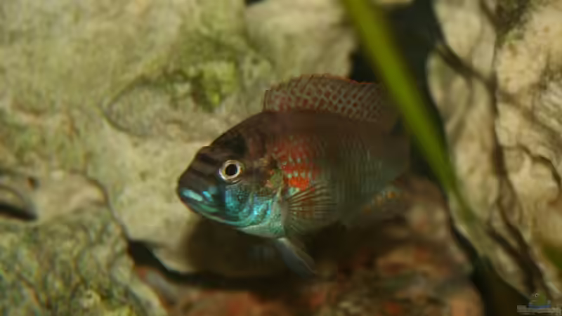 A.burtoni von Julien Preuß (28)