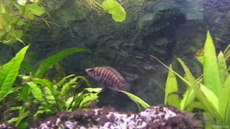 A.calvus wbl. von Andreas&Andrea Wielpütz (11)