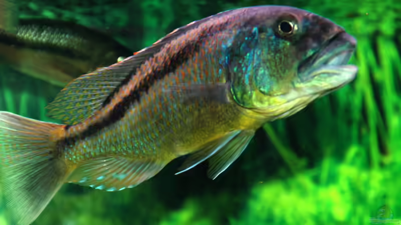 A.christy Bock  von Abdullah Özer (48)