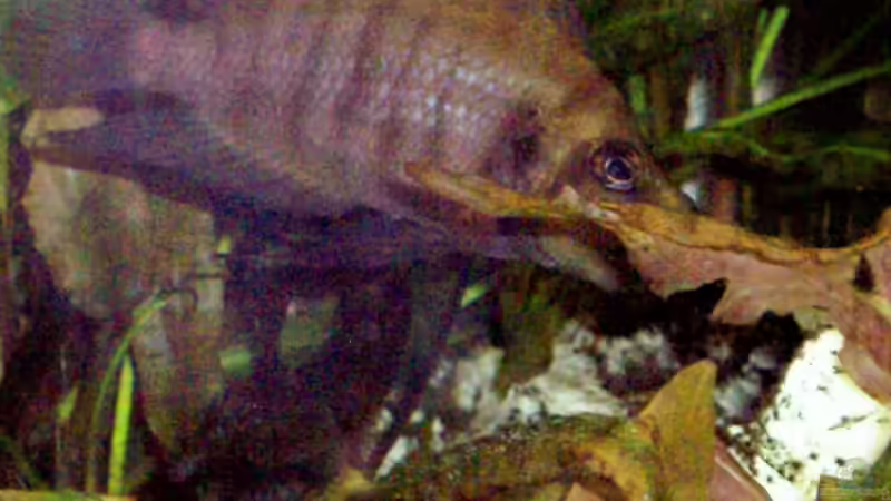 A.compressiceps Bock von Markus Seipp (15)