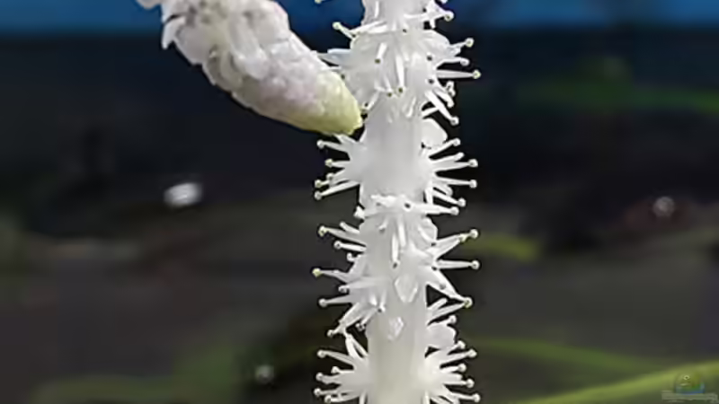 A.crispus red von Lukas &gt;&lt;°&gt; (11)