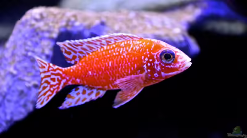 A.Firefish  Bock 1 von Cruiser Bruno (78)