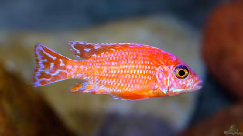 A.Firefish Bock 2 von Cruiser Bruno (76)