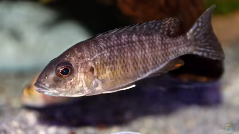 A.Ngara Weib von Cruiser Bruno (91)