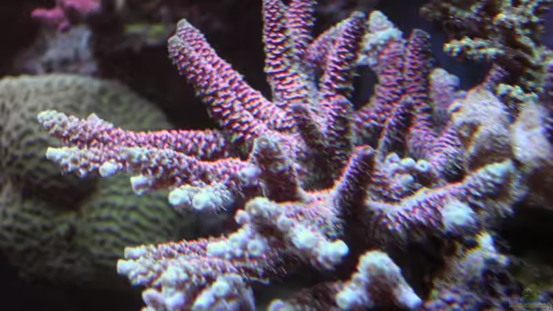 A.prostata von Uwe Kerßenfischer (4)