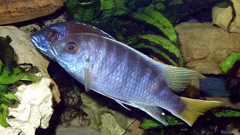 A.red rubin und P. acei von Andrea Wendel (18)