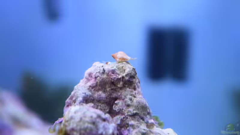 A Schneggla von Junglist (25)