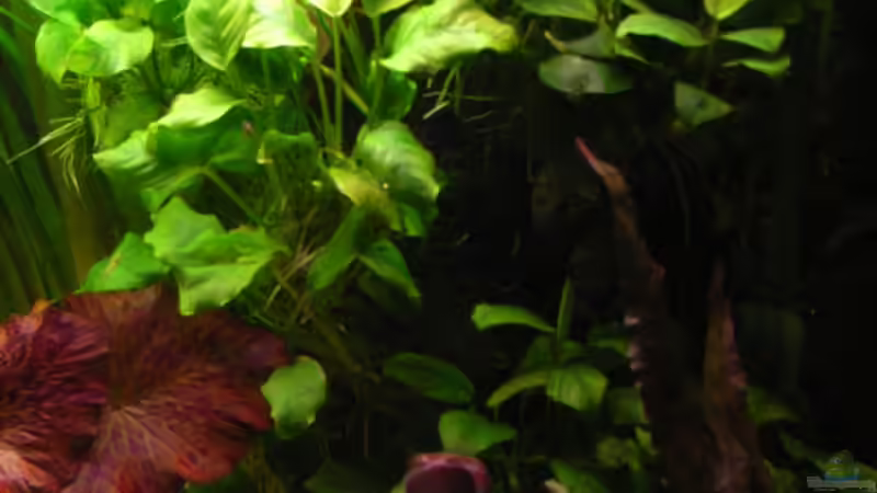 A21.3 Anubias Barteri von Oliver Czaika (8)