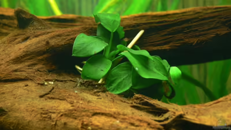 A21 von Lexterpower (4)