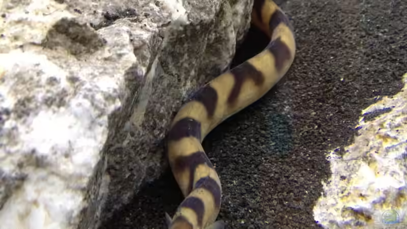 Aalfred von anton (15)