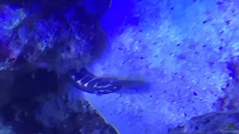 Grundeln im Aquarium halten (Einrichtungsbeispiele für Grundeln)