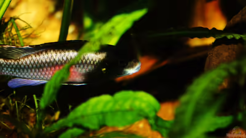 Ab hier mit der neuen Kamera von Koehler (46)