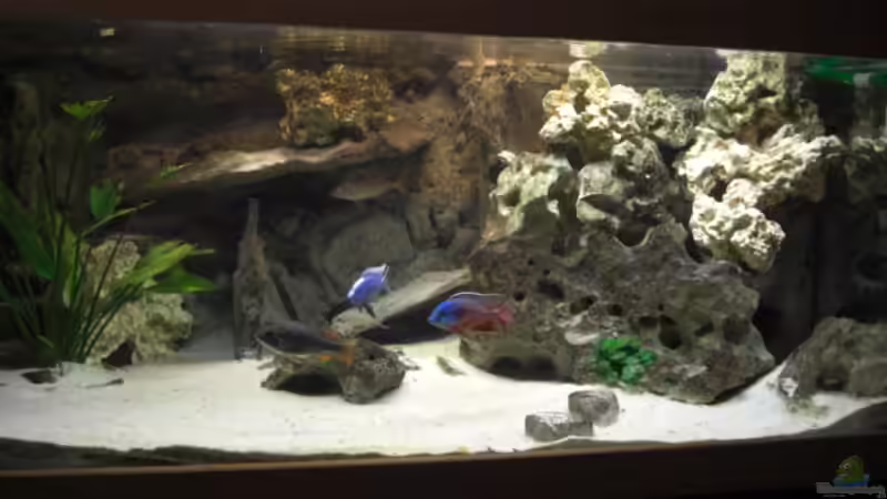 ab hier neue Bilder 05.2007 von Stephan Ascher (6)