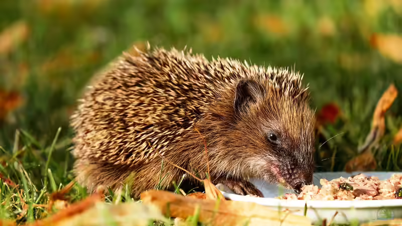 Ab wann Igel im Herbst nicht mehr gefüttert werden sollten