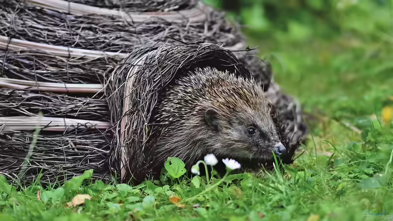 Ab wann Igel im Herbst nicht mehr gefüttert werden sollten