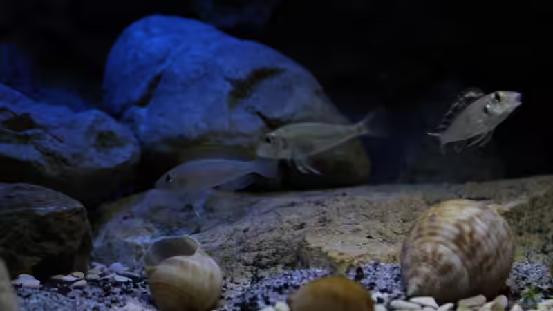 ´abchecken´.. von The Pictus catfish (43)