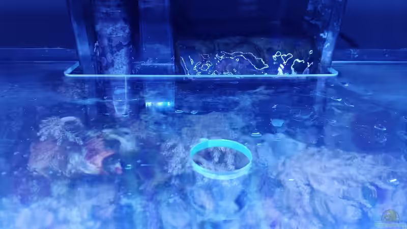 Abdeckscheibe aus Glas, damit die Fischies keinen Selbstmord machen von Torsten Bullmahn (60)