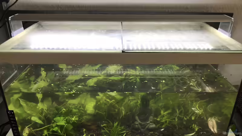 Abdeckscheiben, provisorische von Günnis Medaka Refugium (20)