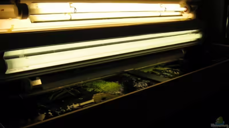 Abdeckung 2x 40w Power Glo von Jochen Horn (8)