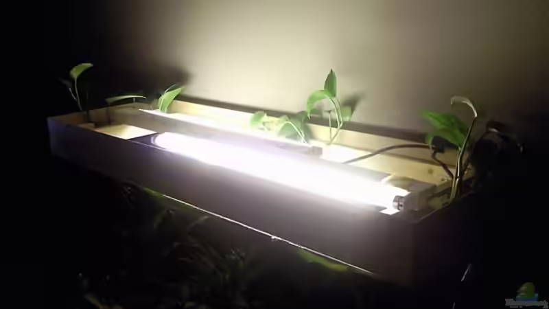 Abdeckung (neu) nach dem Bepflanzen, es wurde dann auch wieder auf diese Beleuchtung von ~Danny~ (25)